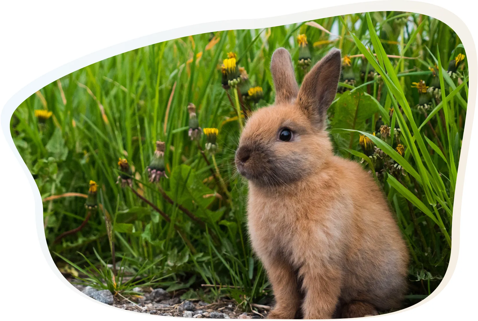 Rabbit Healthcare & Vaccination VetO Brookvale